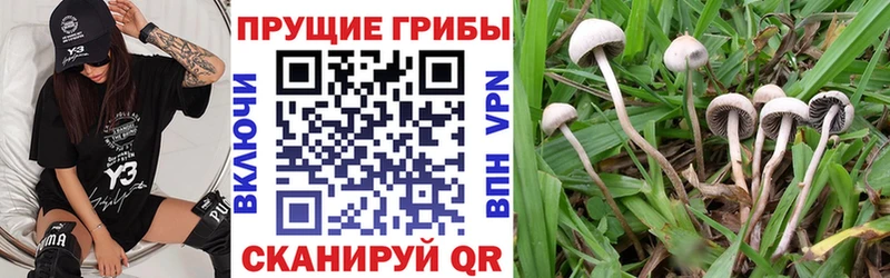 blacksprut ТОР  Жиздра  Галлюциногенные грибы MAGIC MUSHROOMS  даркнет сайт 